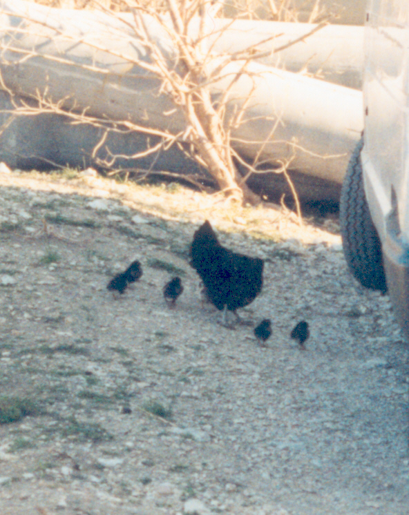Maman_poussin_2